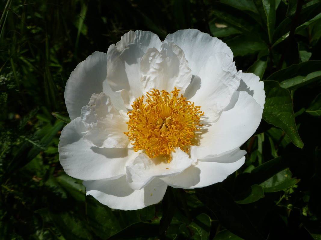 Paeonia sp2 photo